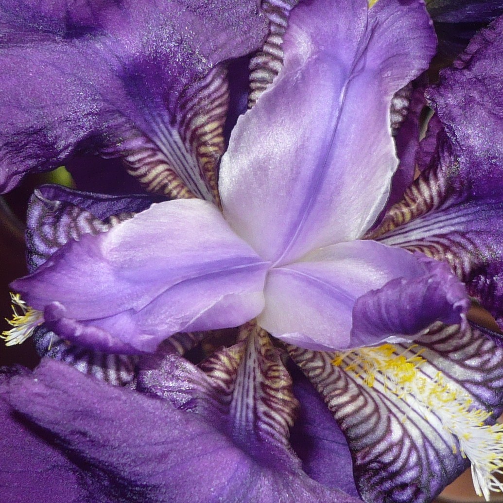 iris-violet-003.JPG
