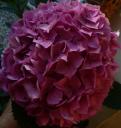 hortensia-du-matin-005.JPG