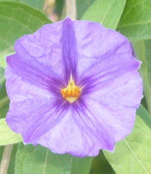 Mandala fleur violette d’Hyères.