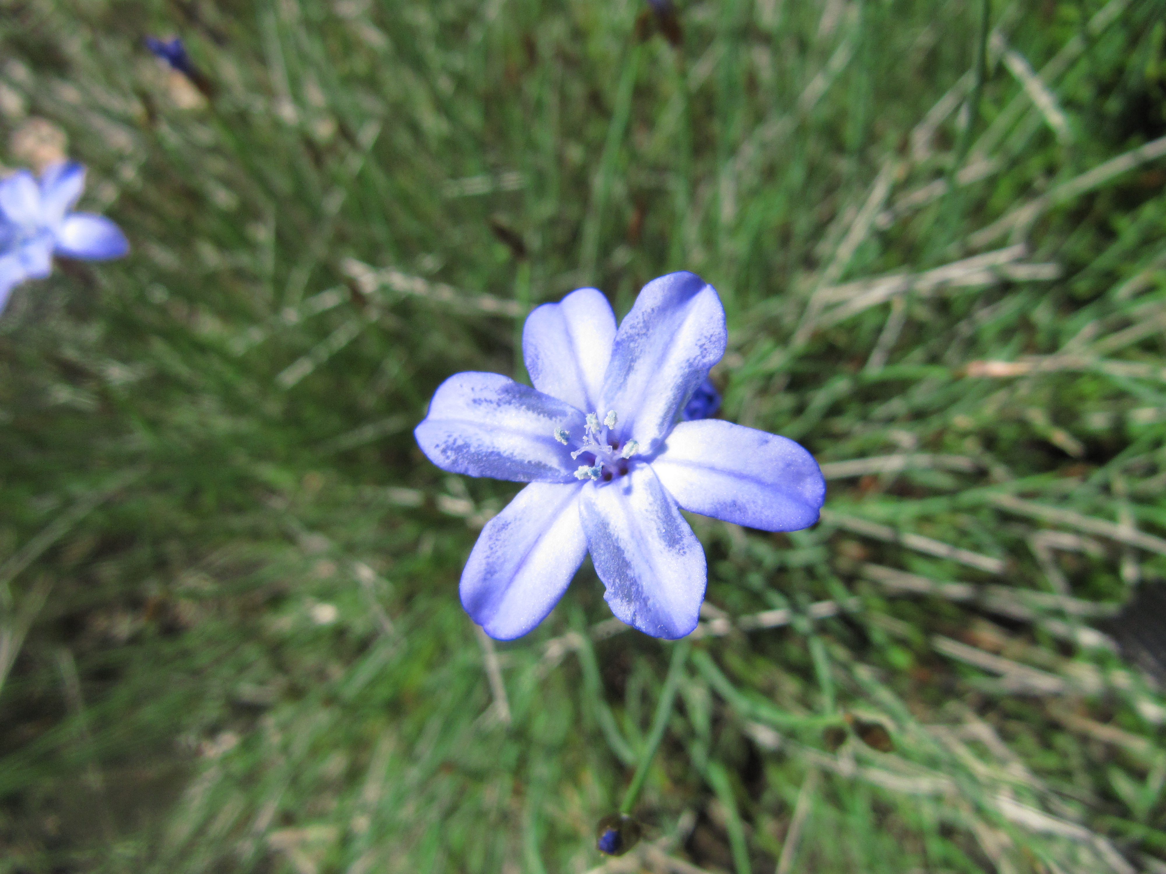 samedi-matin-fleur-bleue-005.JPG