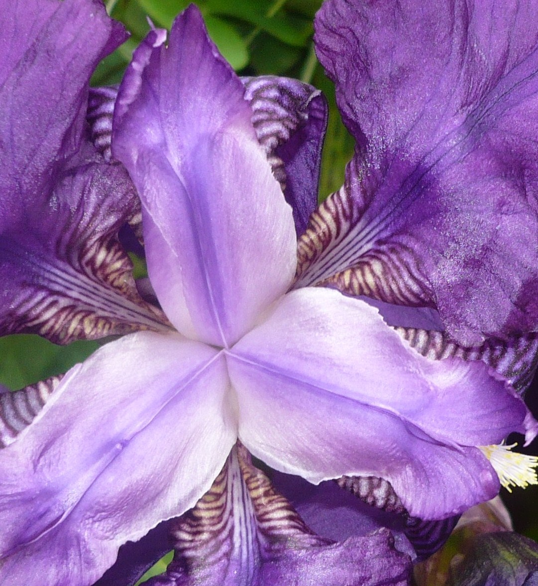 iris-violet-007.JPG
