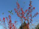 parc-jourdan-en-automne-emile-zola-023.JPG