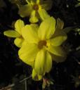 jasmin-jaune-003.JPG