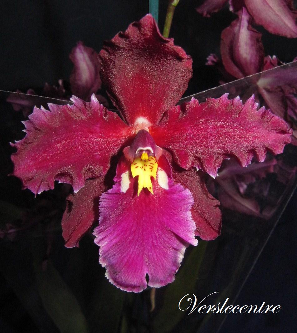orchidee-et-plume-de-paon-058-verslecentre.jpg