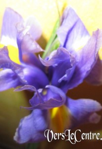 iris bleu de dimanche 003(2)