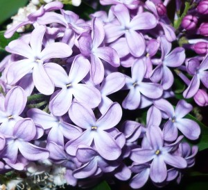 lilas en fleurs 001