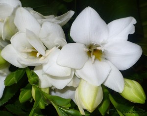 fleurs du bouquet du mois d'aôut 001 - Copie (2)