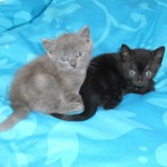chattons1