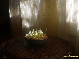 les blé en herbe 001 [1600x1200]