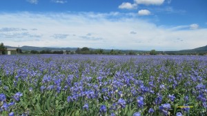 iris de provence 020