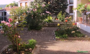 renouveau dans le jardin 021