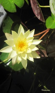 lotus jaune (2)