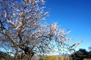 Les amandiers sont en fleurs 2016 005