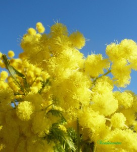 mimosa de février 012