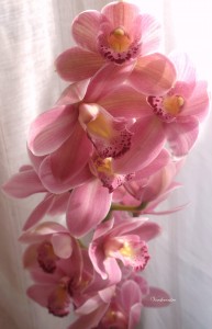 orchidée rose 2 mars 2016 007