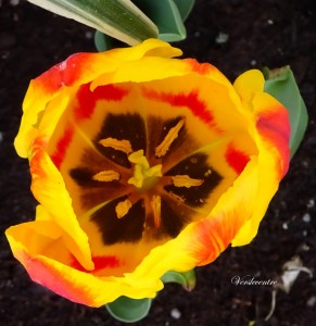 tulipes 2016 008