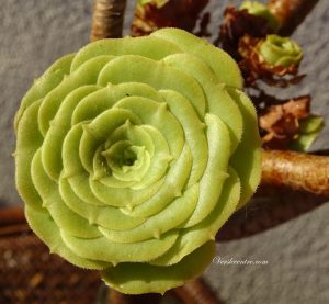 arbre àrosette 009