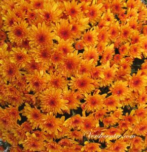 automne-et-chrysanthemes-044