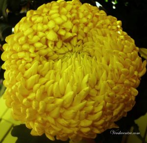 chrysantheme-jaune-007